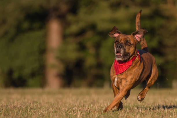 istock Happy Pet Dog Running With Bandana 681022040