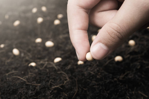 feminino mão plantando sementes no solo terreno, conceito de crescimento de ecologia - soil saprophyte - fotografias e filmes do acervo