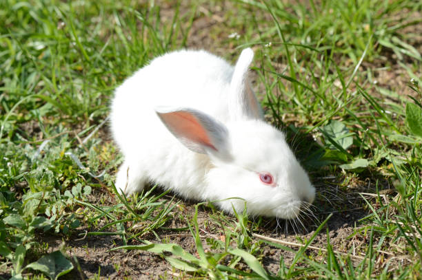 istock Cute white baby rabbit on the grass 681039592