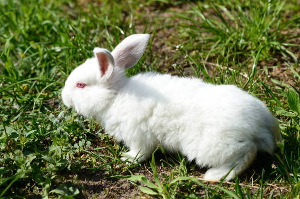 istock Cute white baby rabbit on the grass 681039594