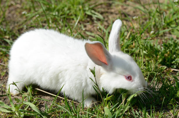 istock Cute white baby rabbit on the grass 681039600