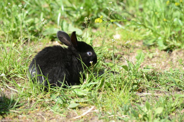 istock Small black baby rabbit on the grass 681039620