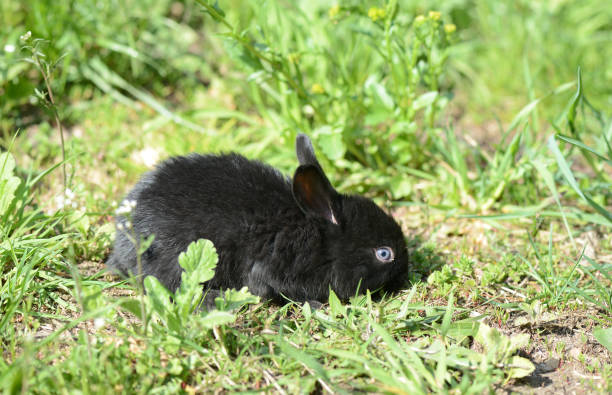 istock Small black baby rabbit on the grass 681039636