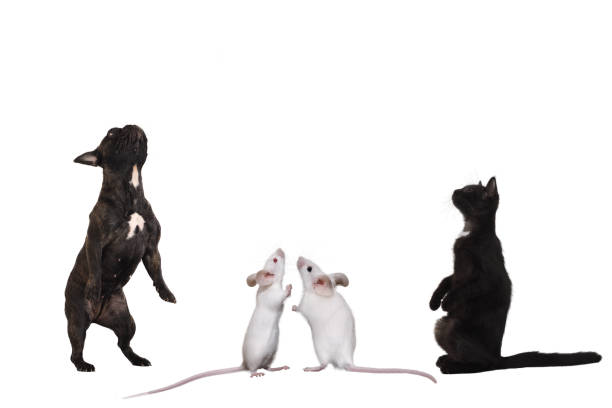 istock Cat, dog and mouse stand in funny poses. White background 681042976