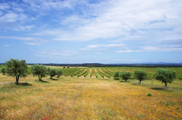 VIneyards in picturesque landscape of terraced agricultural fields outside Gordes, Provence, France
