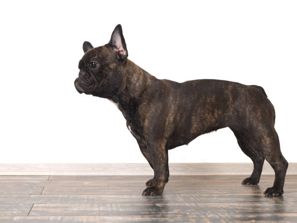 istock Dog French bulldog worth it. White background 681043832