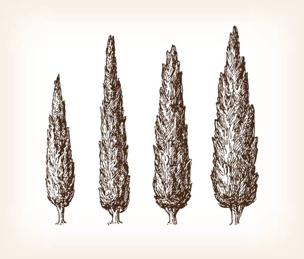 빈티지 노 송 나무 세트 - cypress tree 이미지 stock illustrations