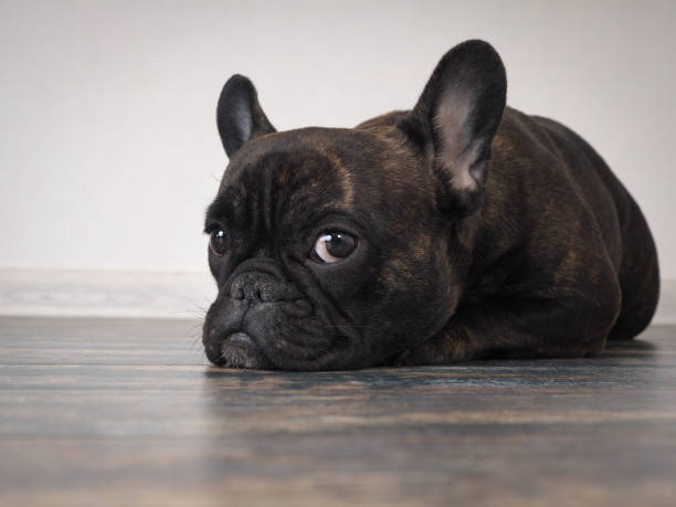 istock Sad dog lying on the floor. Expressive eyes 681045098
