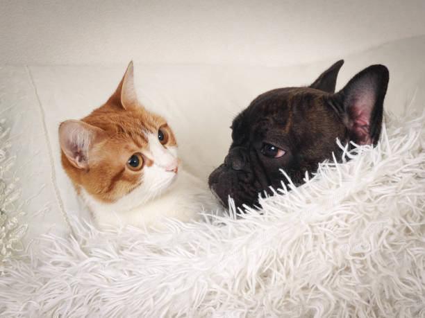 istock Cat and dog sleeping together on the cushion under the white blanket 681049478