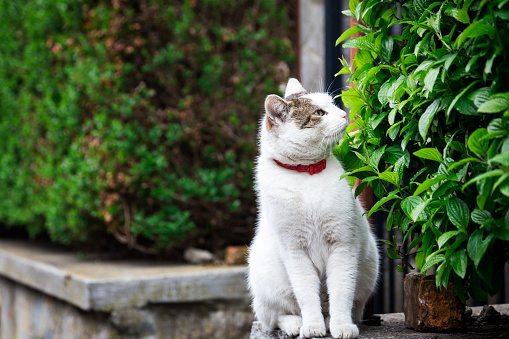 A soft, fluffy white domestic cat appears to smell the leaves of a hedge whilst sitting outdoors on a wall. The cat is surrounded by lush green foliage and the sidewalk is blurred out of focus in the background. Horizontal close up colour image with copy space.