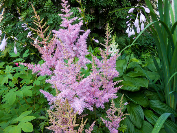 istock Pink  Astilba hybrid 'Rhythm and Blues'  in full bloom 681050746