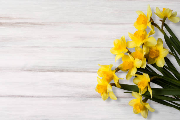 Flowers Greeting Card Greeting Card for Easter, Mother's Day, Birthday, March 8. Beautiful background with yellow jonquil flowers on wooden texture.Top view, Flat lay. Horizontal Image With Copy Space narcissus mythological character stock pictures, royalty-free photos & images