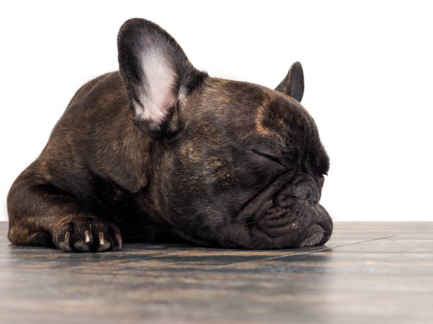 istock The dog is sleeping on the floor. Cute puppy. Paws with claws 681051898