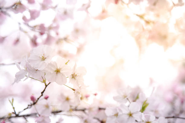 istock Japanese cherry blossom or Pink Sakura flower 681052244