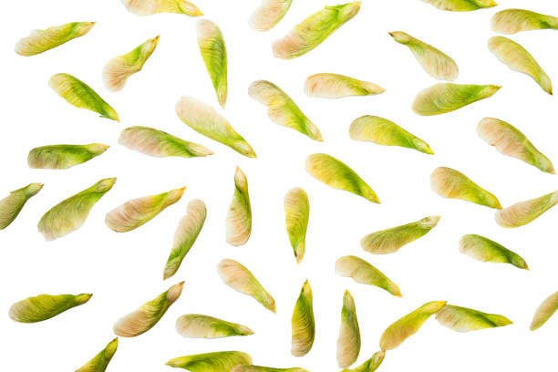 Samara maple tree dried fruit close-up seed in spring season Samara is a winged achene from maple tree, type of fruit in which a flattened wing of fibrous, papery tissue develops from the ovary wall. A samara is a simple dry fruit. The shape of a samara enables the wind to carry the seed farther away. The wind is making the seed autorotate as it falls, as in the maples (genus Acer) and ash trees (genus Fraxinus). A samara is sometimes called a key and is often referred to as a wingnut, helicopter or whirlybird, whirligig, polynose, or, in the north of England, a spinning jenny. samara fruit stock pictures, royalty-free photos & images