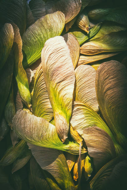 plan rapproché séché de fruit d’érable de samara dans la graine foncée de forêt au printemps - maple keys maple tree seed tree photos et images de collection