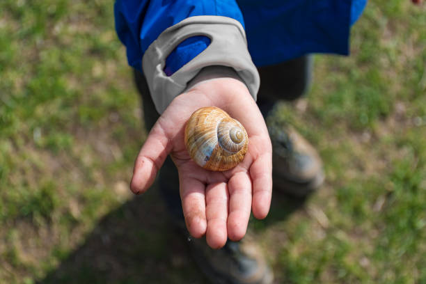 istock Young boy showing a snail in his palm 681058868