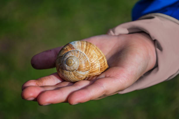 istock Young boy showing a snail in his palm 681058990