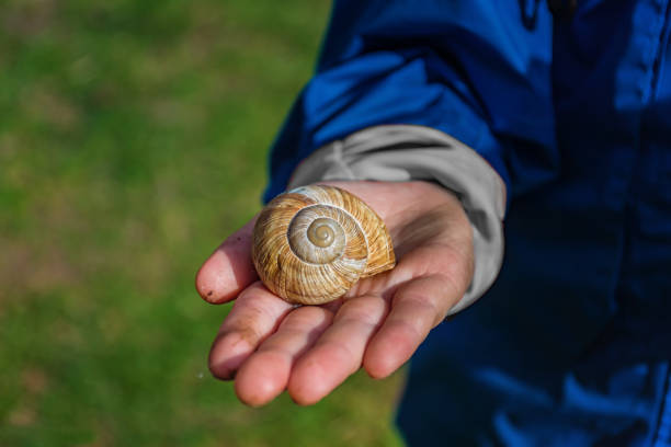 istock Young boy showing a snail in his palm 681059096