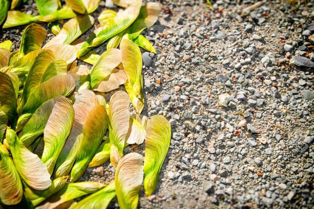 graine séchée de gros plan d’érable de samara dans la saison printanière - maple green maple keys tree photos et images de collection