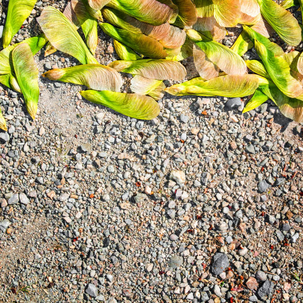 graine séchée de gros plan d’érable de samara dans la saison printanière - maple green maple keys tree photos et images de collection