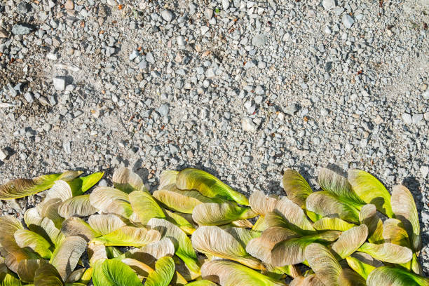 graine séchée de gros plan d’érable de samara dans la saison printanière - maple keys maple tree seed tree photos et images de collection