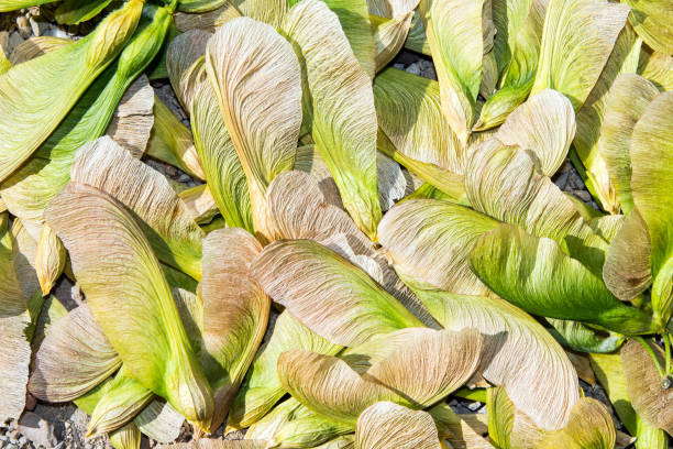 graine séchée de gros plan d’érable de samara dans la saison printanière - maple keys maple tree seed tree photos et images de collection