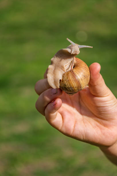 istock Young girl showing a snail in her palm 681060046