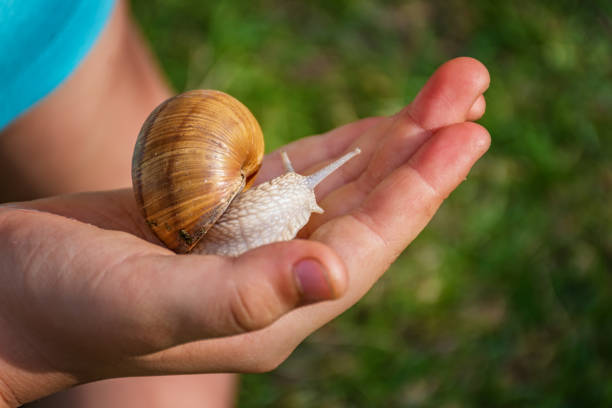 istock Young girl showing a snail in her palm 681062300