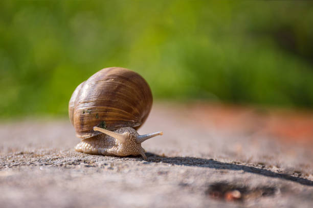 istock Snail moving slowly on the rock in the green grass 681063210