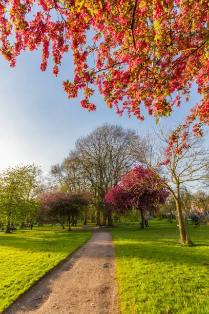 Beautiful scene of a walkway, blossomed kwazan cherry trees and other trees on a  sunny springtime afternoon at Whitworth Park in Manchester, UK