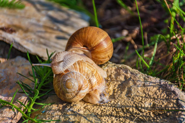istock Snails climbing on the rock in the green grass 681064704
