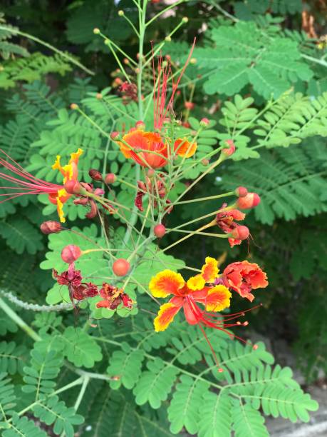 istock Flam-boyant or The Flame Tree or Peacock flower. 681065054