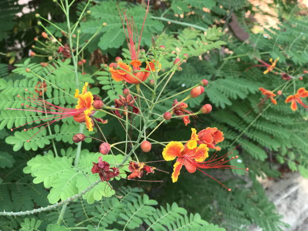 istock Flam-boyant or The Flame Tree or Peacock flower. 681067004