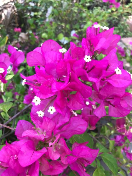 bougainvillea flor. - papery - fotografias e filmes do acervo