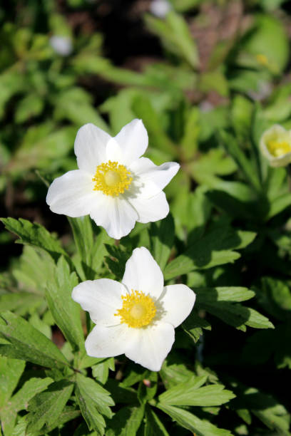 istock Pair of white flowers 681070114