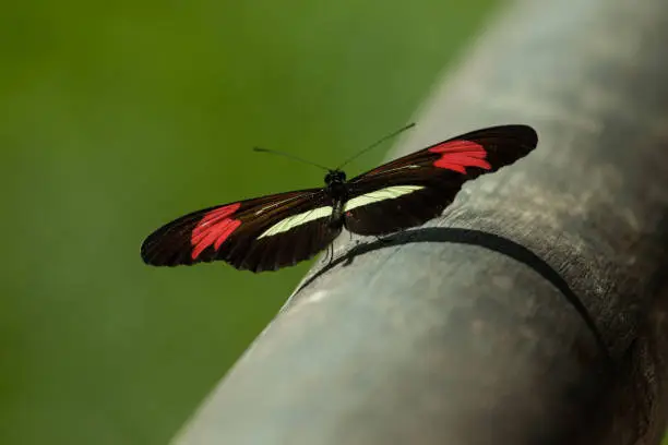 It is also commonly known as the small postman, the red passion flower butterfly, or the crimson-patched longwing.