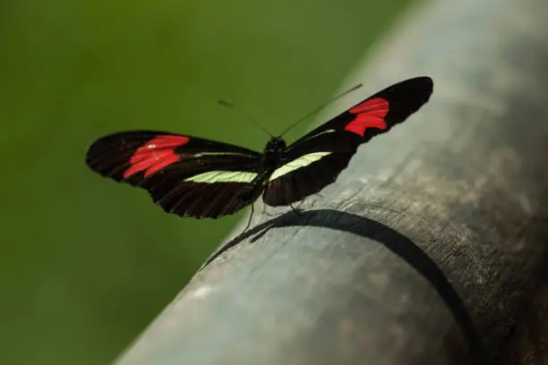 It is also commonly known as the small postman, the red passion flower butterfly, or the crimson-patched longwing.