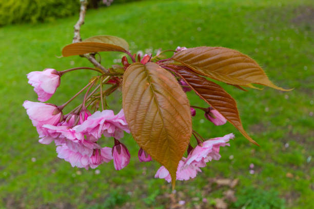 Blossoms and Leaves of Kwanzan Cherry Tree, Jesmond Dene, Newcastle Close-up on the pink blossoms  and leaves of a prunus serrulata kwanzan cherry tree branch in Jesmond Dene park in Newcastle, UK shot on an April spring afternoon jesmond stock pictures, royalty-free photos & images
