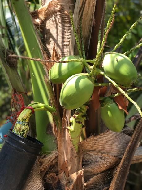 istock Fruits of Coconut tree or Cocos nucifera. 681071072