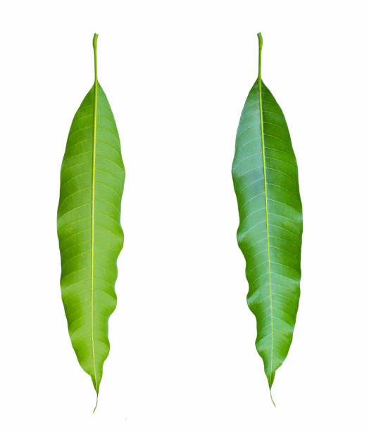 istock Front and back of mango leaves on white background 681071620