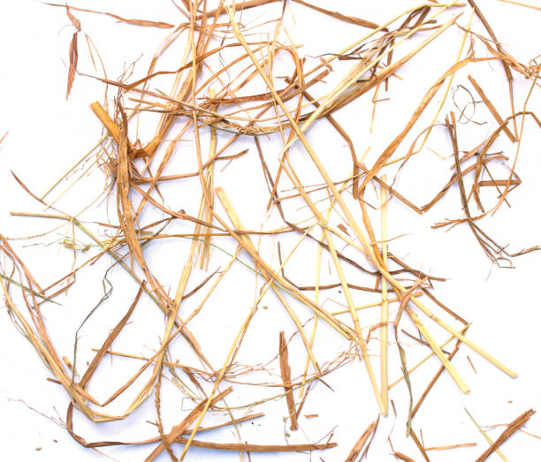 istock a pile of straw on a white background 681077368
