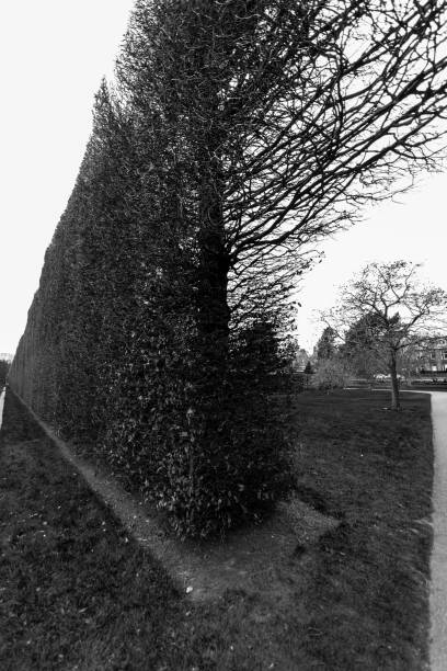 樹和灌木籬芭, 皇家植物園, 愛丁堡, 蘇格蘭-單色 - scotland cyprus 個照片及圖片檔