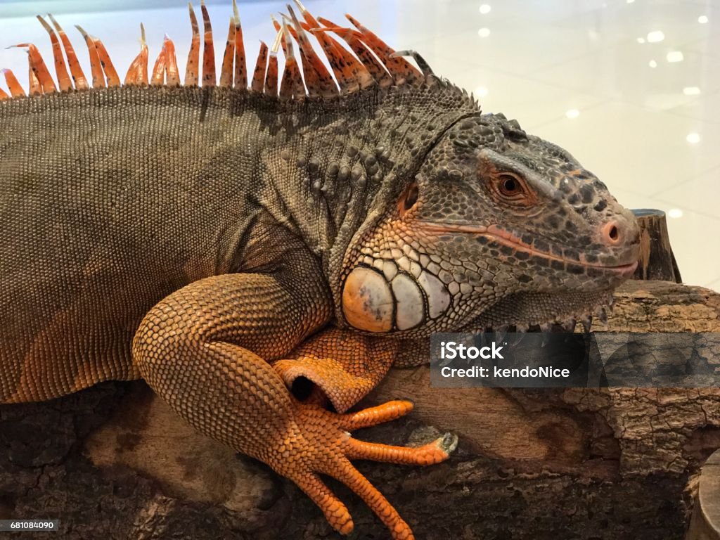 A big red iguana. Animal Stock Photo
