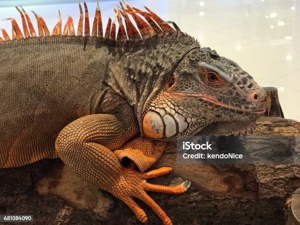 A Big Red Iguana Stock Photo - Download Image Now - Animal, Animal Body Part, Animal Head
