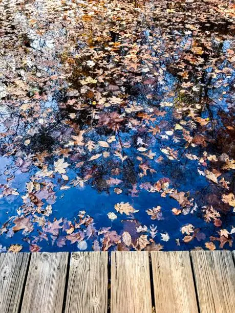 View of leaves in the water on a wooden dock