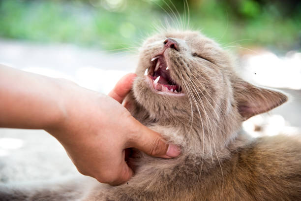istock Cat, lovely pet in the garden 681090226