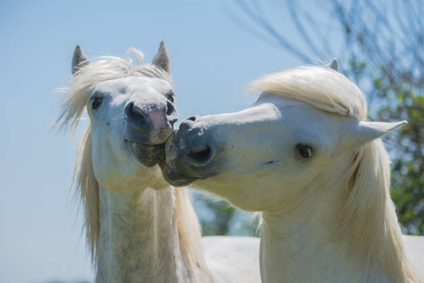 キス 2 つの馬 - young animal beautiful horse mammal ストックフォトと画像