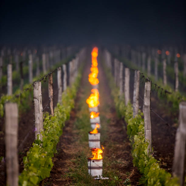 The Bordeaux vineyards affected by a devastating frost The Bordeaux vineyards affected by a devastating frost on Thursday, April 27, 2017, the last dating back to April 1991.Torshes are depolyzed in the wineyards to warm the atmosphere. Chest Protector stock pictures, royalty-free photos & images
