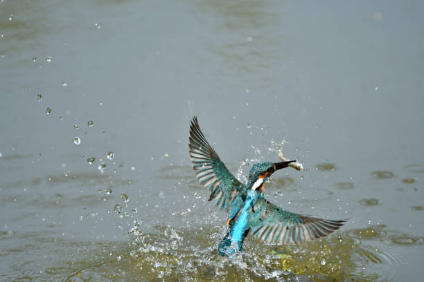 istock Predation of kingfisher 681104274